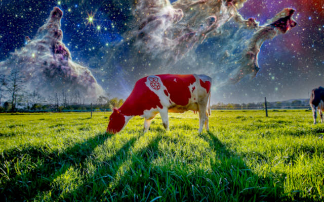 Cow 4