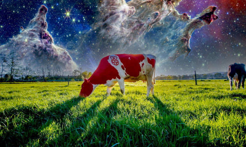 Cow 7